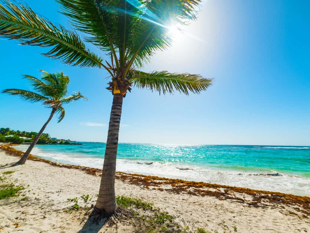 Palm Trees by the beach